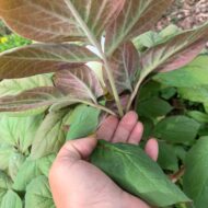 Paeonia obovata - Pilt 5