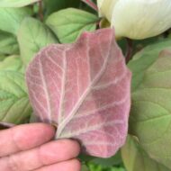 Paeonia obovata - Pilt 6
