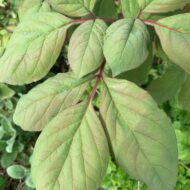Paeonia obovata - Pilt 4