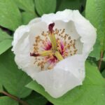 Paeonia obovata