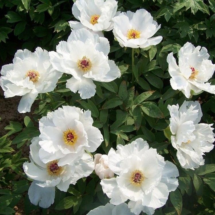 Paeonia-ostii-11 Feng Dan Bai - Pilt 1
