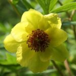 Paeonia delavayi f. trollioides