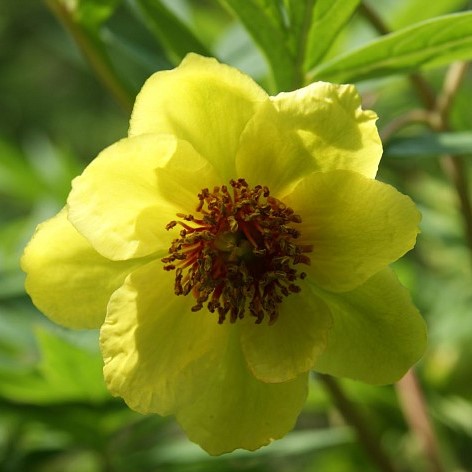 Paeonia-potaninii-var-trollioides-soc Paeonia delavayi f. trollioides - Pilt 1