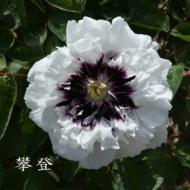 Pan Deng