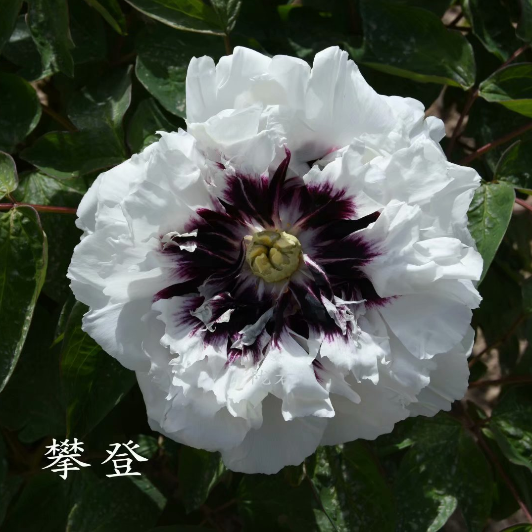 Pan-Deng Pan Deng - Pilt 1