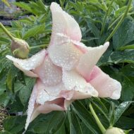Pastel Lilas - Pilt 2
