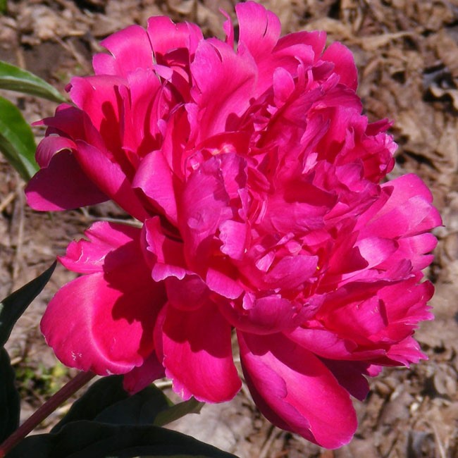 Penelope-dukalskis Penelope - Pilt 1