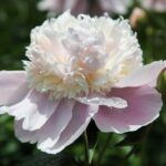 Petticoat Flounce