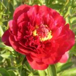 Pfeiffer's Red Triumph