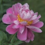 Phyllis Kelway