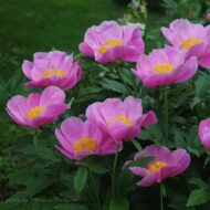 Pink Chalice - Pilt 2