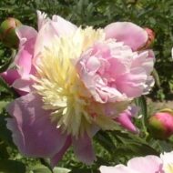 Pink Champagne - Pilt 2