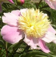 Pink Champagne - Pilt 3