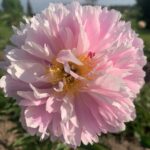Pink Charmer