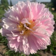 Pink Charmer