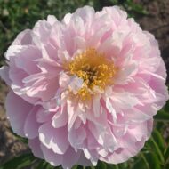 Pink Charmer - Pilt 2
