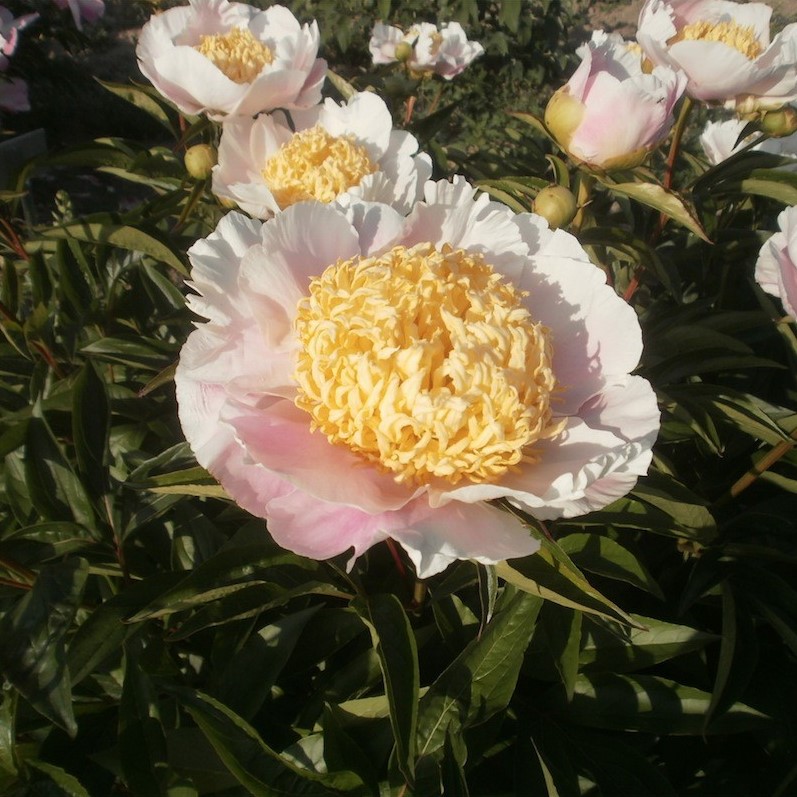 Pink-Cutie Pink Cutie - Pilt 1