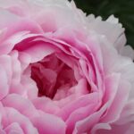 Pink Diamond