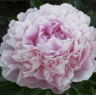 Pink Diamond - Pilt 2