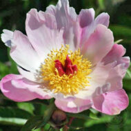 Pink Dogwood Whisper - Pilt 3