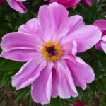 Pink Dogwood Whisper