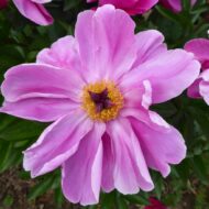 Pink Dogwood Whisper