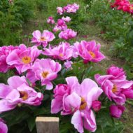 Pink Dogwood Whisper - Pilt 2