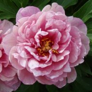 Pink Double Dandy - Pilt 3