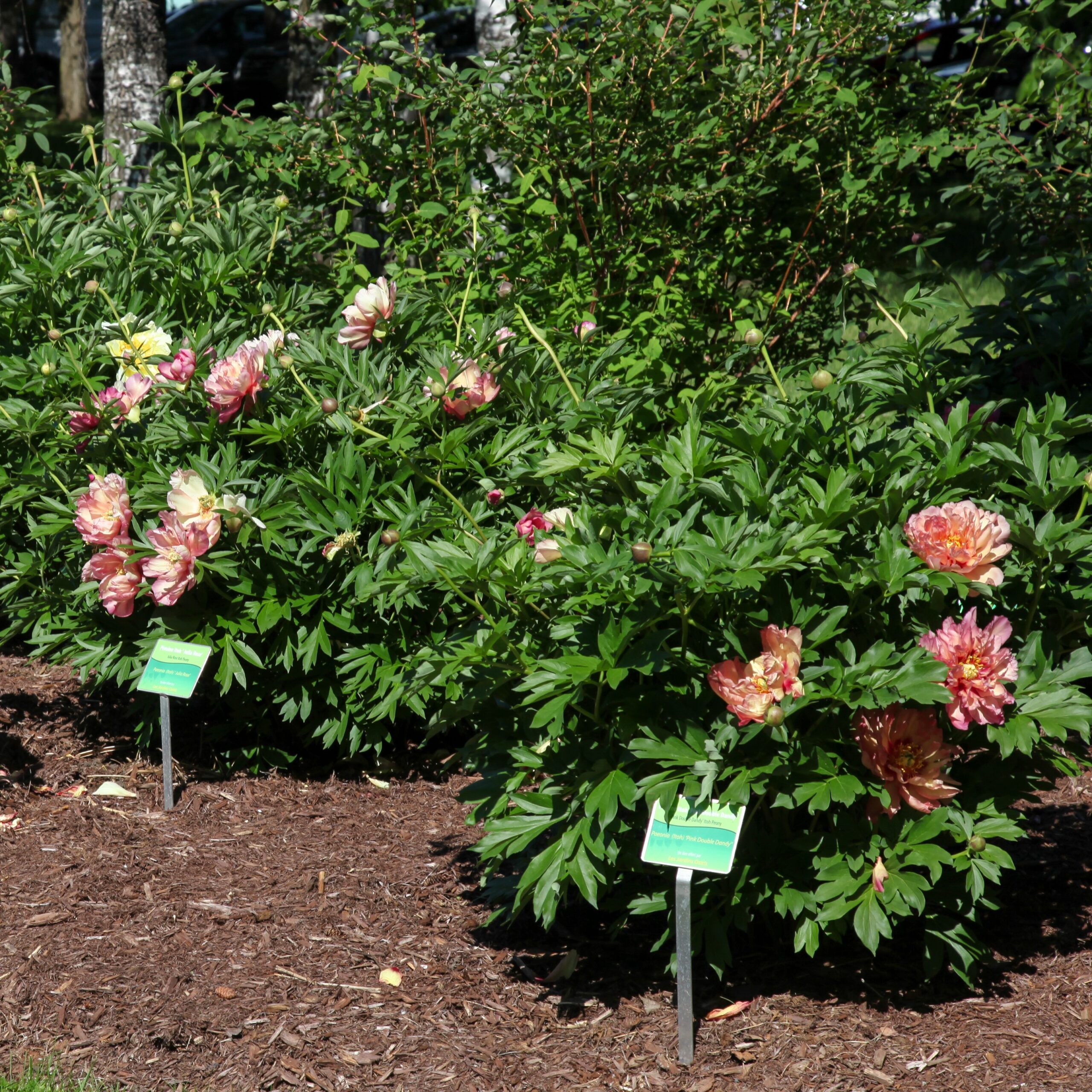 Pink-Double-Dandy Pink Double Dandy - Pilt 1