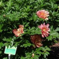 Pink Double Dandy - Pilt 2