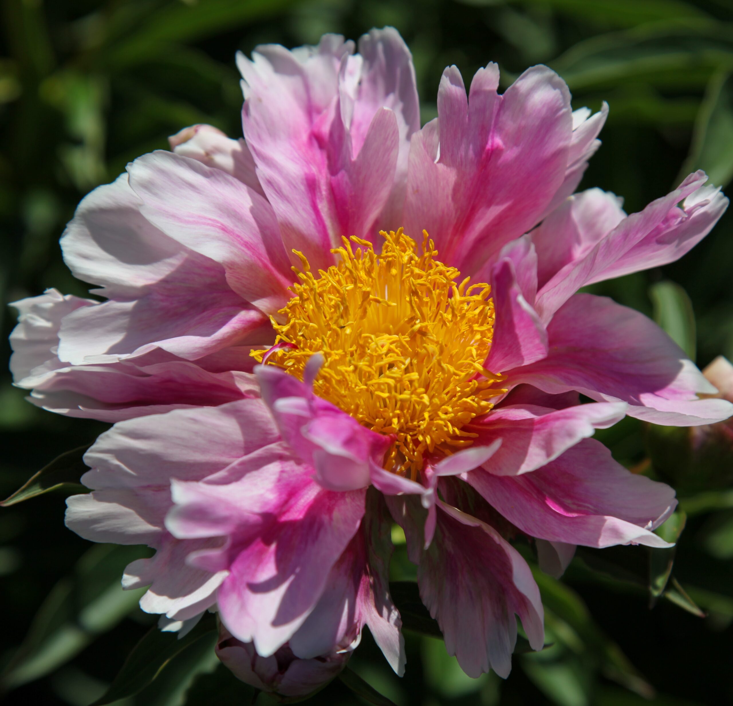 Pink-Firefly Pink Firefly - Pilt 1