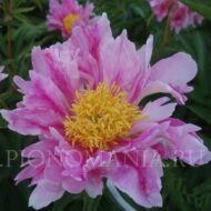 Pink Firefly - Pilt 2