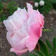 Pink Formal - Pilt 5
