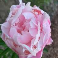 Pink Formal - Pilt 4