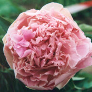 Pink Giant