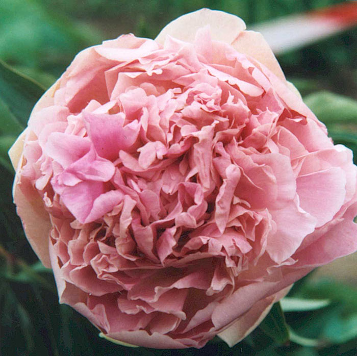 Pink-Giant-1 Pink Giant - Pilt 1