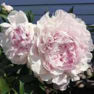 Pink Giant - Pilt 2