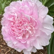 Pink Giant - Pilt 3