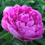 Pink Jazz