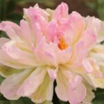Pink Jitteburg