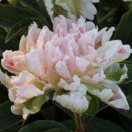 Pink Jitteburg - Pilt 2