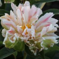 Pink Jitteburg - Pilt 3