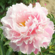 Pink Saffron - Pilt 2