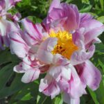 Pink Salutation