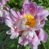 Pink Salutation