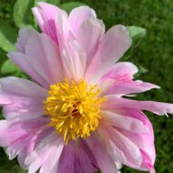 Pink Salutation - Pilt 3