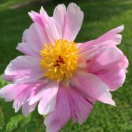Pink Salutation - Pilt 2