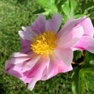 Pink Salutation - Pilt 4