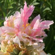 Pink Spritzer - Pilt 6