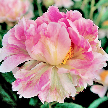 Pink-Tuttifrutti-APS Pink Tuttifrutti - Pilt 1